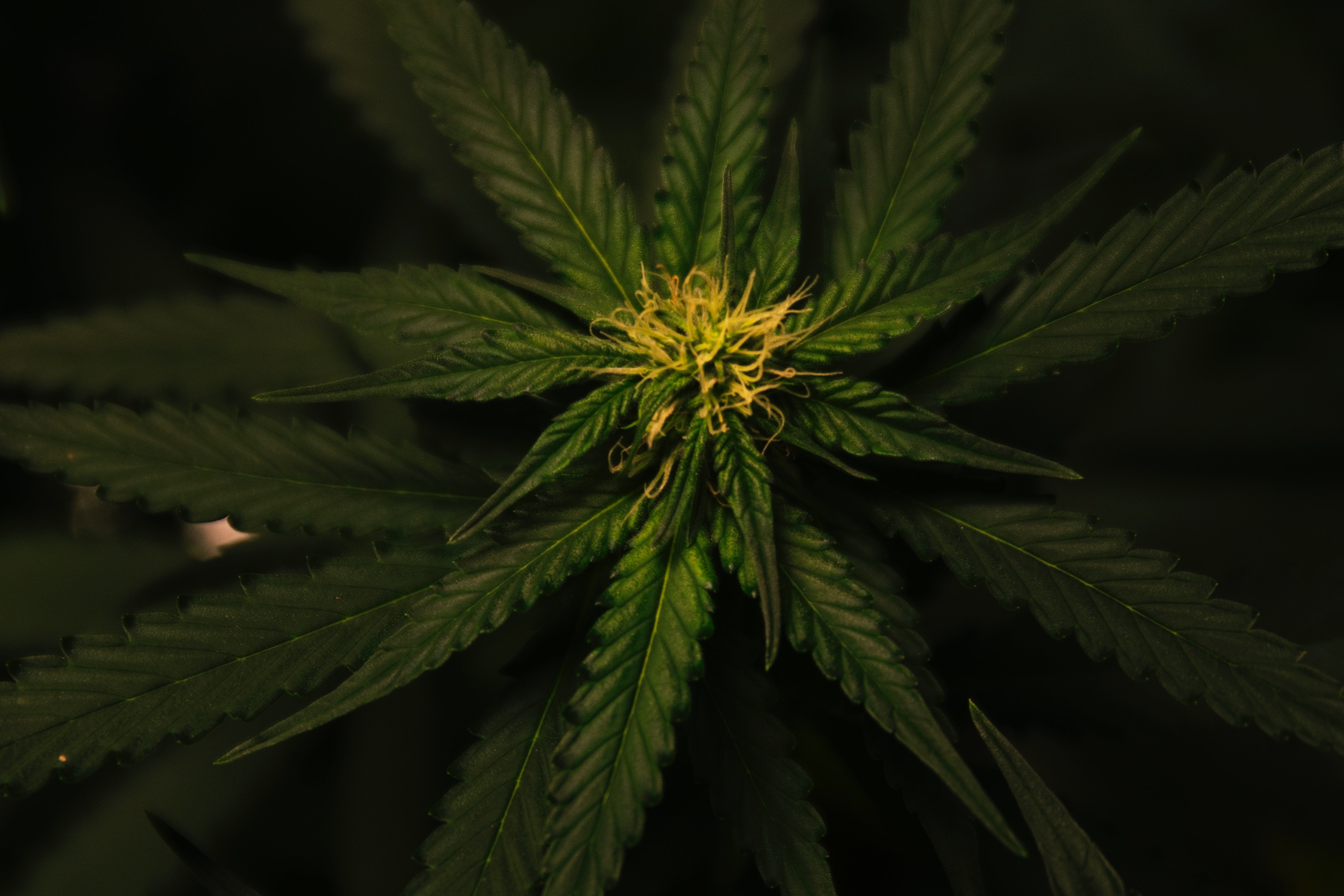 Best Vaporizer for Weed