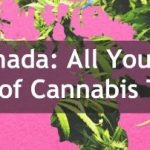 cannabies canada all you need to know 1