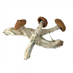 Penis Envy Magic Mushrooms - Buy Shrooms Online - Bcweedpen.com