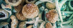 magic mushrooms