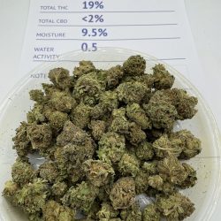 Blue Coma Weed Strain