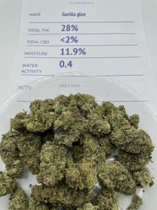Gorilla Glue Weed Strain - 28% THC